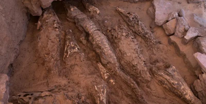 Подношение хищным богам. В одной из египетских гробниц найдены мумии гигантских крокодилов