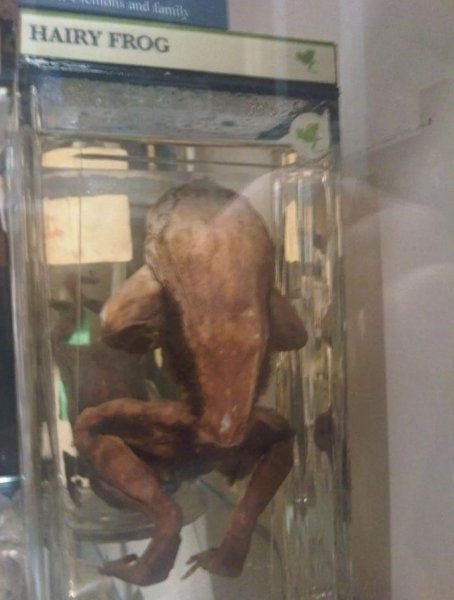 Повадки Росомахи. Волосатая лягушка ломает кости и использует их против врагов, как когти (фото)