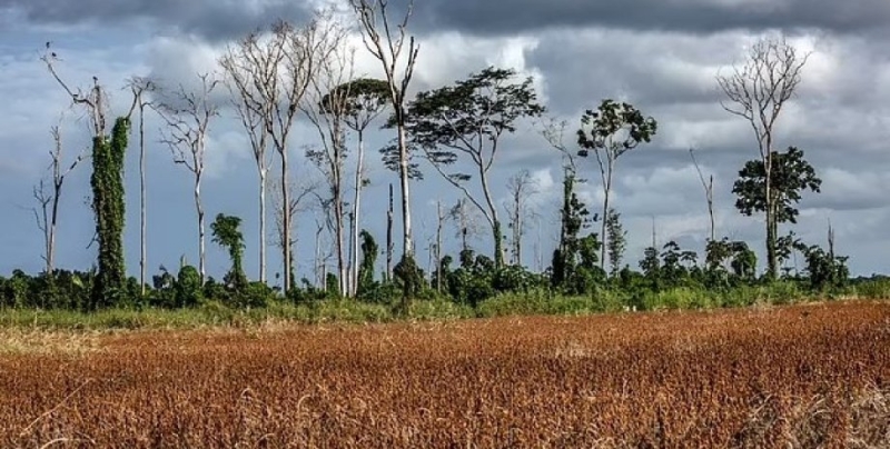 Разрушили люди. Ученые обнаружили, что почти 40% «зеленых легких» Земли пострадали в Амазонке