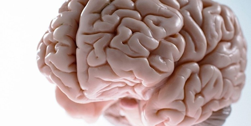 Синдром Питера Пэна. Ученые обнаружили, что человеческий мозг никогда не взрослеет по-настоящему