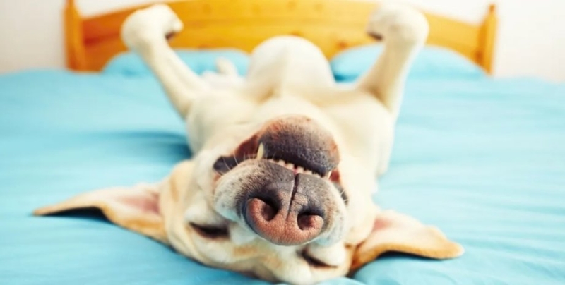Сон с собакой. Ученые предупреждают об опасностях совместного сна с питомцами