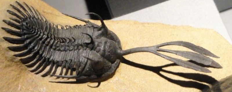 Странное древнее существо использовало трезубец для секса 400 миллионов лет назад (фото)