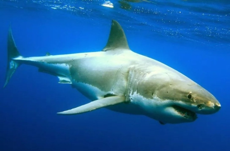 Белая акула напала на ныряльщика в Мексике и откусила ему голову: почему