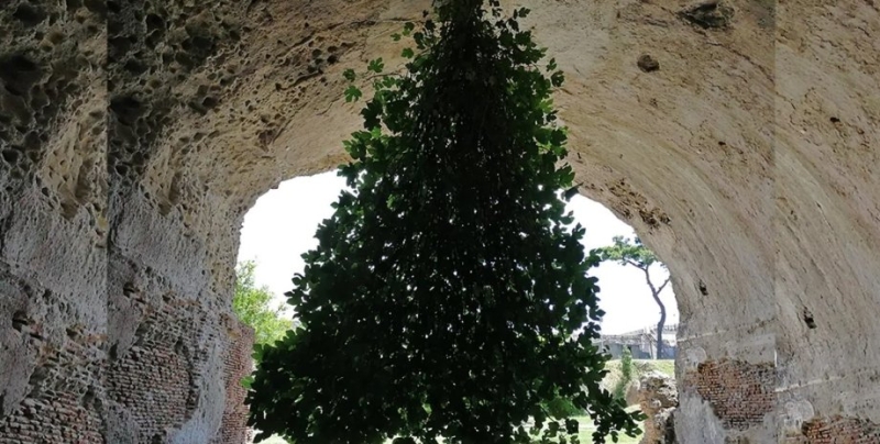 Бросившая вызов гравитации. В археологическом парке в Италии фиговое дерево выросло не с той стороны