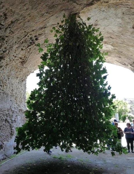 Бросившая вызов гравитации. В археологическом парке в Италии фиговое дерево выросло не с той стороны