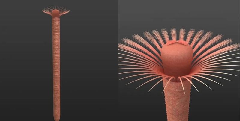 Древние «зонтики». Ученые исследовали кольчатого червя возрастом более 515 млн лет