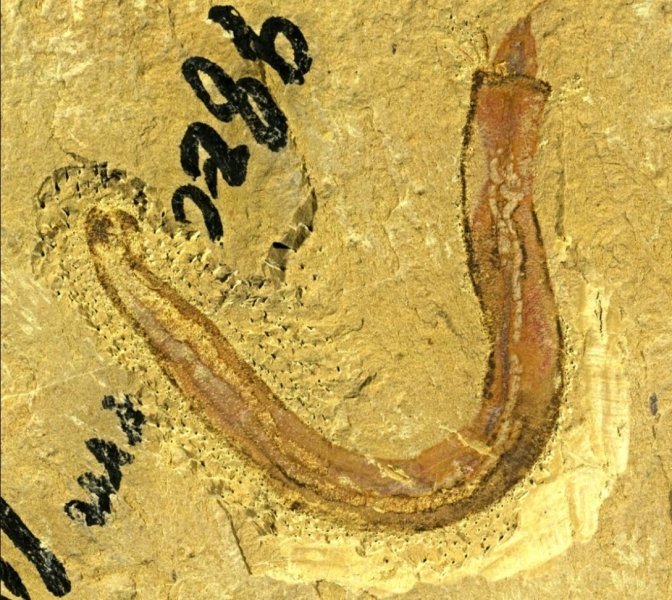 Древние «зонтики». Ученые исследовали кольчатого червя возрастом более 515 млн лет