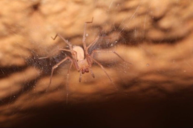 На границе сумеречной зоны. Новые виды пауков ослепли в израильских пещерах