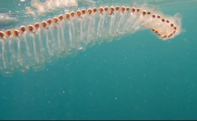 Невидимка подводного мира. Странное существо у берегов Калифорнии ближе к человеку, чем к медузе