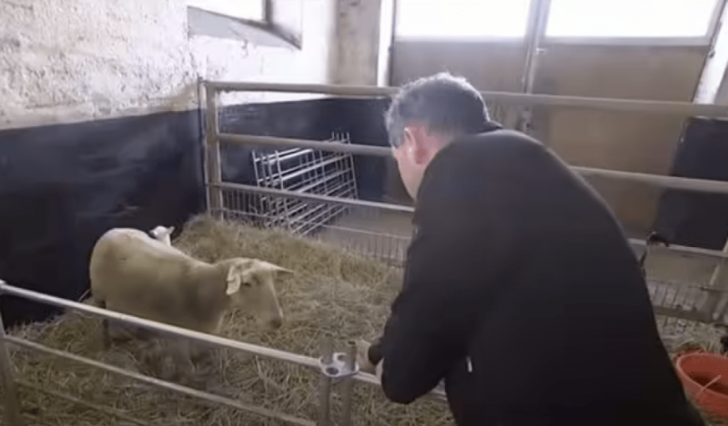 «Очень хотел жить»: на ферме в Германии родился ягненок с шестью ногами (фото)
