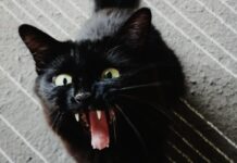 Почему коты и собаки внезапно сходят с ума и начинают носиться по квартире