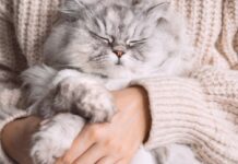 Самый старый и черный. Исторические факты о котах, про которые вы не знали