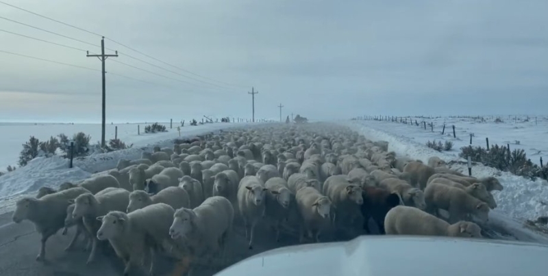 В США огромное стадо овец заблокировало дорогу