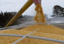 «Критическое накопление»: «Укрзалізниця» просит остановить отгрузку зерна в одном из портов